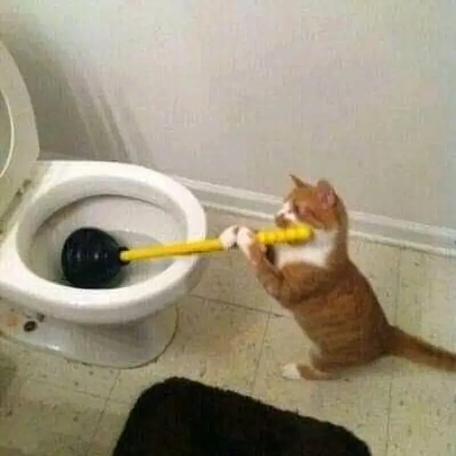 7 Potret Kucing Oranye Lakukan Pekerjaan Rumah, Bisa Jadi Kucing Baik