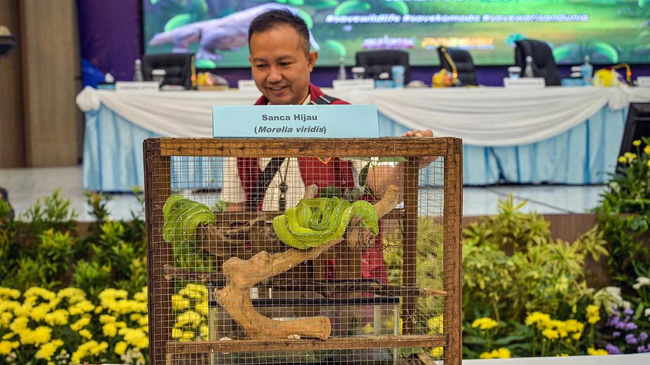 FOTO: Terungkap Harga Anakan Komodo Rp 500 Juta/ Ekor di Perdagangan Ilegal