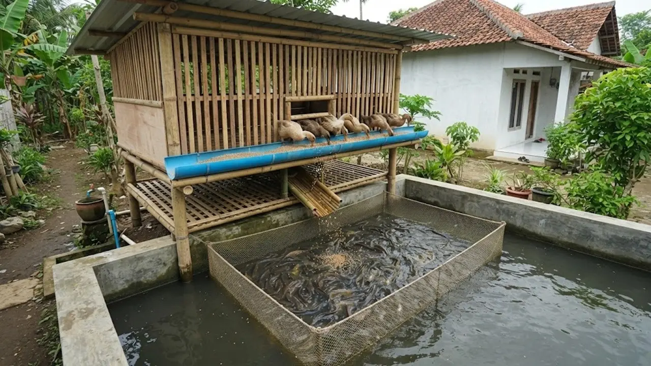 Ide Tata Letak Kolam Lele dan Kandang Bebek yang Efisien