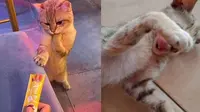 5 Foto Ini Buktikan Definisi 'Malu-malu Kucing' yang Sebenarnya (sumber: Instagram.com/ngumpulreceh)