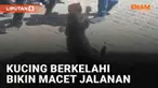Tingkah kucing kerap sulit ditebak, terlebih saat bertemu sesama kucing. Beberapa saling bermanja, sebagian lain justru saling merasa terancam. Seperti momen dua kucing yang hendak berkelahi berikut ini. Tingkah kedua kucing jadi perhatian pejalan ka...