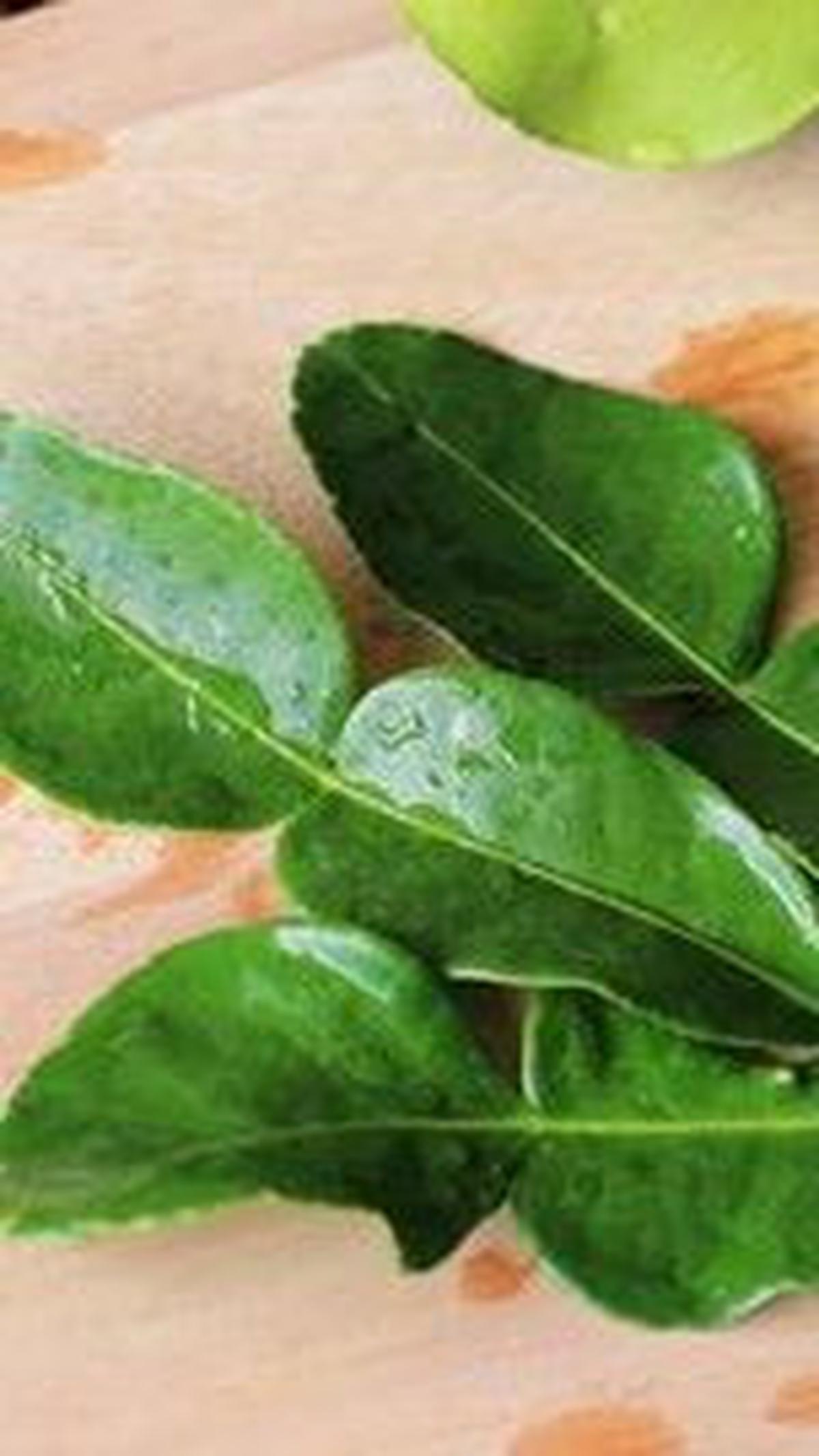 4. Daun Jeruk