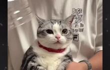 VIDEO: Taktik Gunting Kuku Kucing biar Enggak Cakar Wajah