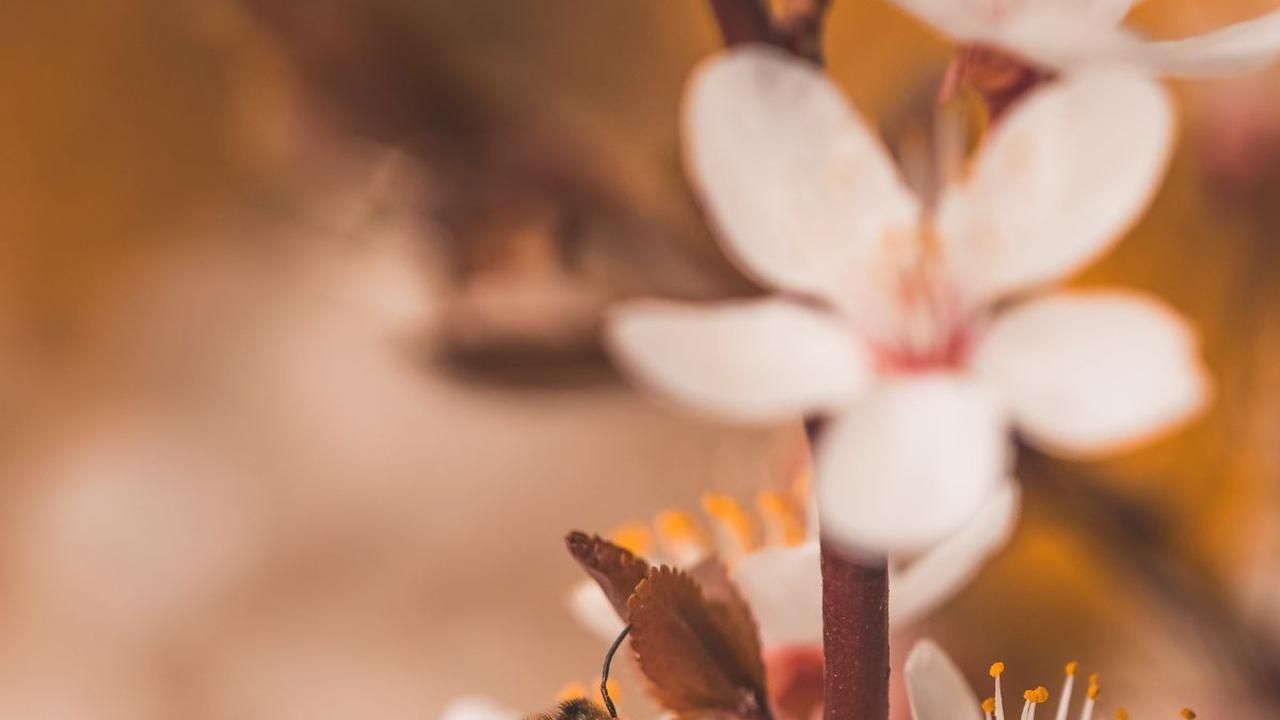 Melafalkan doa pembuka aura wajah adalah satu di antara berbagai bentuk ikhtiar agar wajah terlihat rupawan dan mempesona. Sebab, kecantikan dan aura wajah positif tidak hanya terpancar dari fisik semata, tetapi juga dari dalam diri.