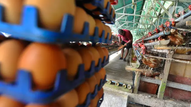 harga telur ayam tinggi