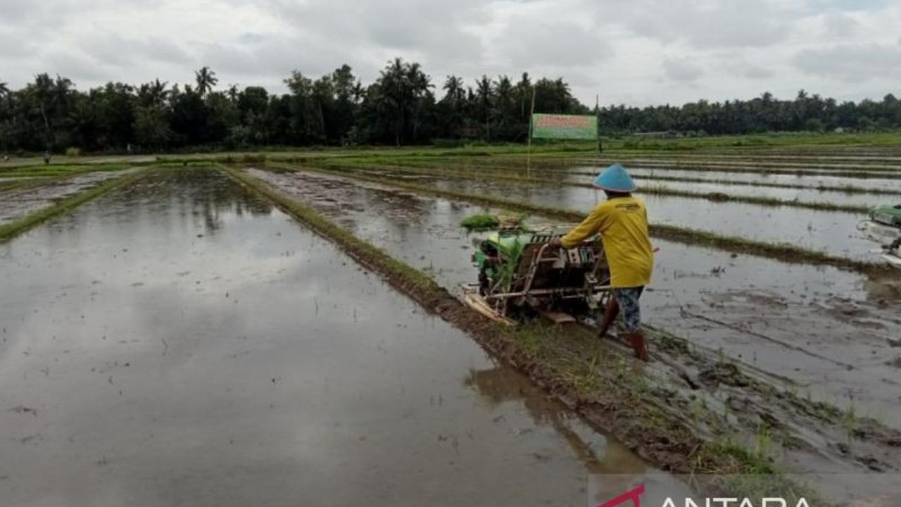 Bantul Realisasikan Pembebasan PBB Lahan Pangan Berkelanjutan Mulai 2026, Jamin Ketahanan Pangan