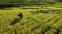 Kesalahan Petani dalam Mengatasi Hama Padi dan Cara Menghindarinya
