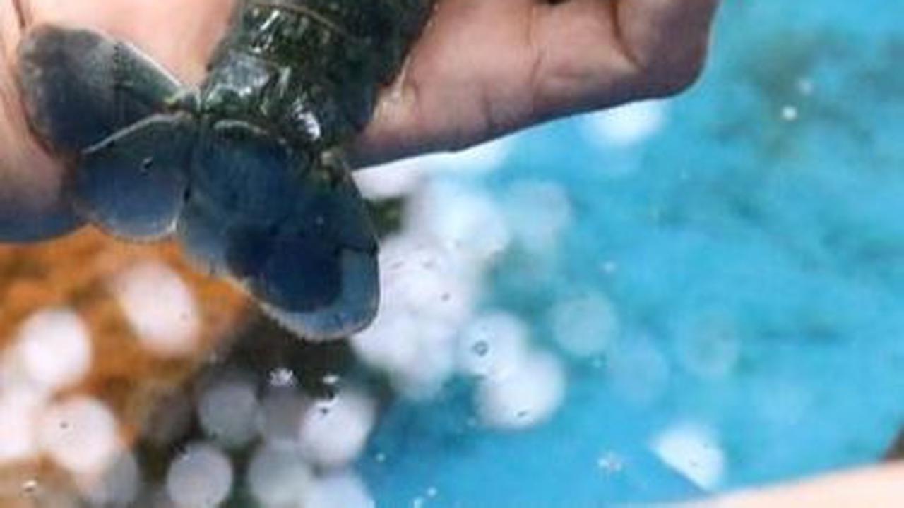 Kisah Buruh Pabrik di Jombang Raup Cuan Jutaan Rupiah dari Budi Daya Lobster Air Tawar