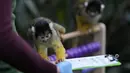 Monyet Tupai memakan camilan saat Kebun Binatang London melakukan inventarisasi tahunan, Selasa (4/1/2022). Merawat lebih dari 400 spesies berbeda, penjaga menghadapi tugas yang menantang untuk menghitung setiap mamalia, burung, reptil, dan invertebrata di Kebun Binatang. (AP Photo/Alastair Grant)