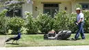 Burung merak berjalan di dekat seseorang yang memotong rumput di Arcadia, California, Selasa (8/6/2021). Burung merak akhir-akhir ini menjadi gangguan bagi sebagian warga di wilayah tempat mereka berkeliaran bebas setelah program relokasi terhenti selama pandemi. (Mario Tama/Getty Images/AFP)