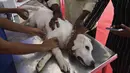 Seorang dokter hewan menginokulasi seekor anjing dengan dosis vaksin antirabies pada kesempatan Hari Rabies Sedunia di Rumah Sakit Universitas Hewan Tamil Nadu, Chennai, Rabu (29/9/2021). Hari Rabies Sedunia diselenggarakan pada tanggal 28 September setiap tahun. (Arun SANKAR/AFP)