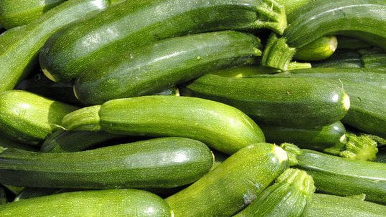<b>Zucchini</b>