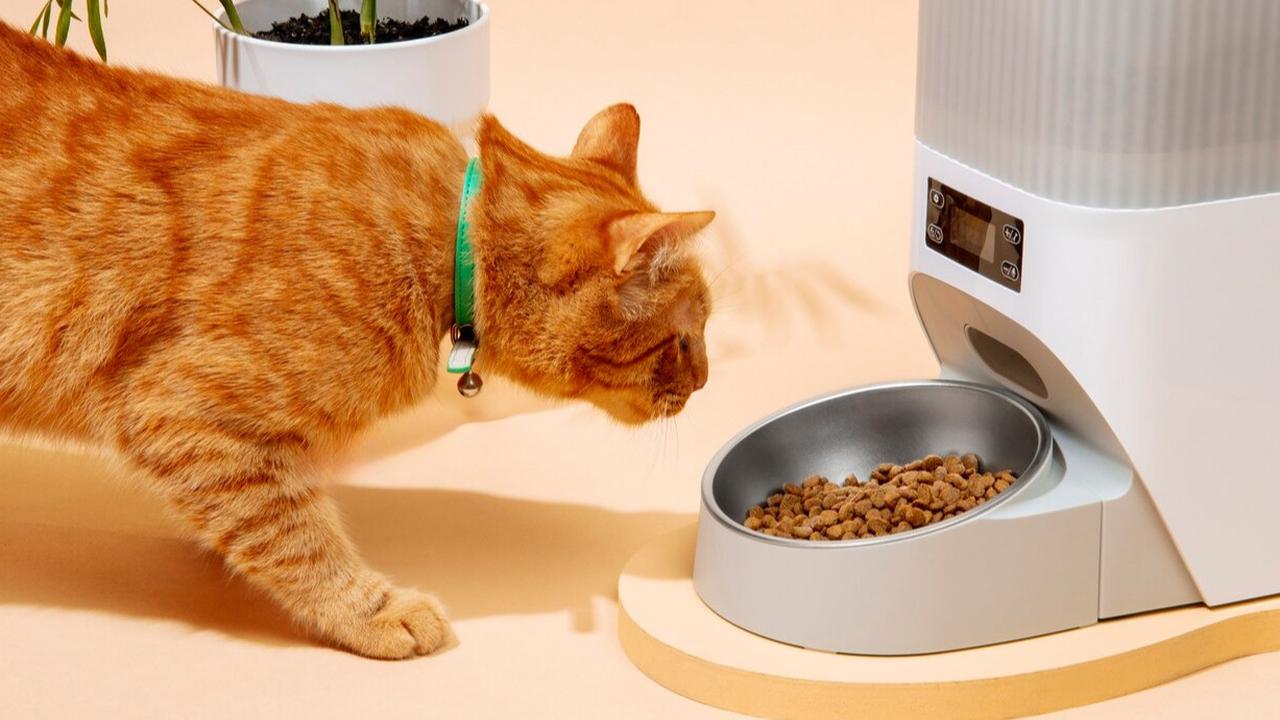 Mitos atau Fakta? Dampak Konsumsi Makanan Kucing bagi Manusia, Apakah Mematikan?