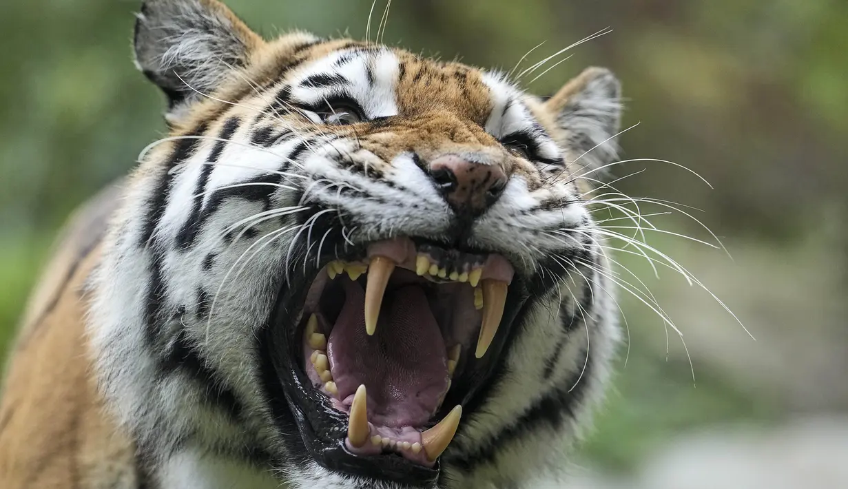 Harimau Siberia Dasha menunjukkan giginya kepada pengunjung saat dia merawat anak-anaknya di kebun binatang di Duisburg, Jerman, Senin (25/10/2021). (AP Photo/Martin Meissner)
