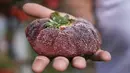 Petani Israel Chahi Ariel memegang stroberi seberat 289 gram (lebih dari setengah pon) di Kadima-Zoran, 17 Februari 2022. Buah beri varietas lokal tersebut dinyatakan sebagai yang terberat di dunia oleh Guinness World Records. (AP Photo/Ariel Schalit)