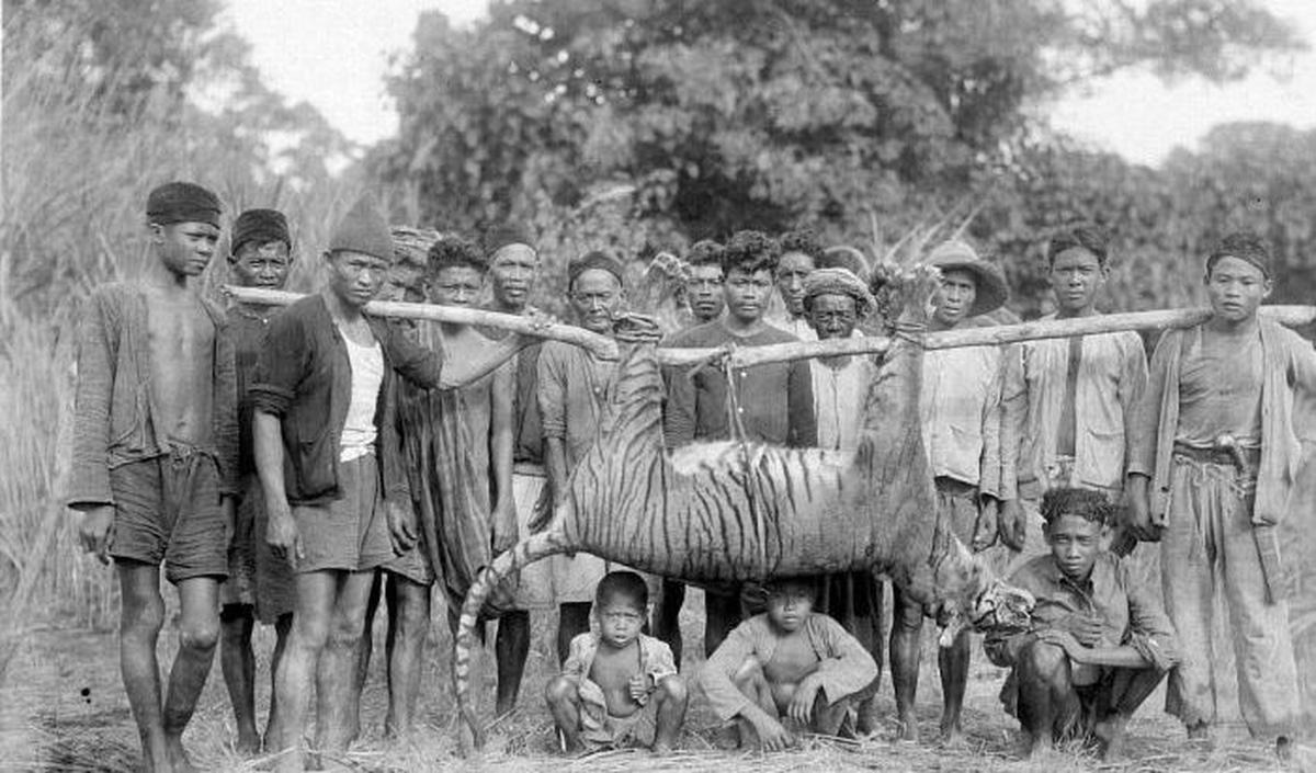 <b>Tabir Harimau Jawa</b>
