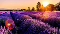 Ilustrasi lavender (Dok.Unsplash/ Léonard Cotte)