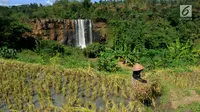 Petani memamen padi dengan latar belakang Curug Awang di desa Taman Jaya, Ciletuh, Sukabumi, Jawa Barat  (24/6). Curug ini memiliki keindahan dinding batu alam yang berwarna coklat kemerahan sebagai karakteristik. (Merdeka.com/Arie Basuki)