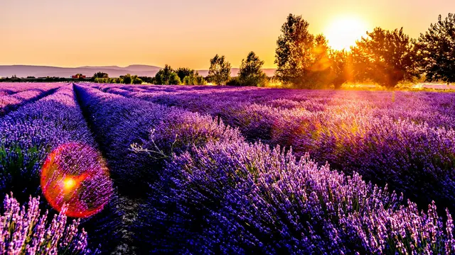 Provence