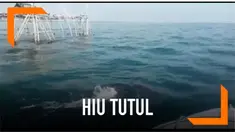 Tradisi Praonan bagi warga Pasuruan tahun ini bertambah seru. Tradisi makan ketupat di tengah laut ini diramaikan dengan kehadiran sejumlah hiu tutul di Perairan Pasuruan.