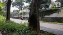 Keberadaan pohon menjadi aset ekologis bagi sebuah kota. Keberadaan pohon juga menjadi salah satu cara alami untuk mengurangi dampak krisis iklim. (Liputan6.com/Angga Yuniar)