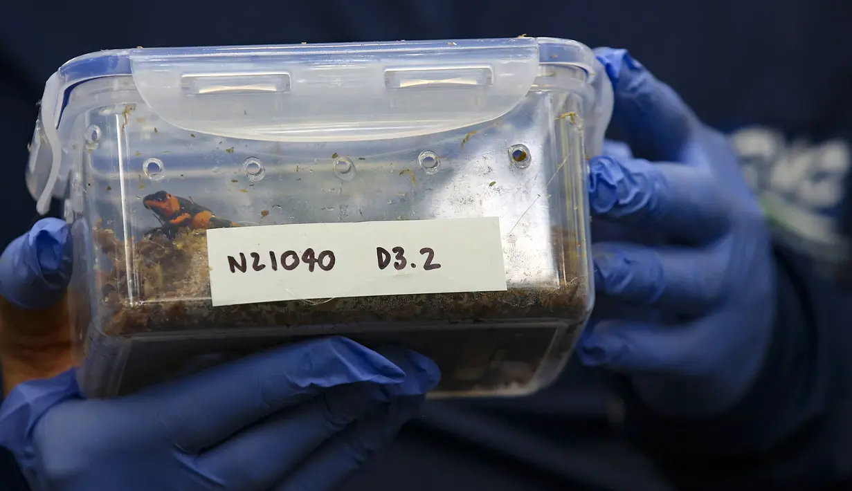 Seorang bionalist menunjukkan katak beracun (Oophaga Lehmanni) di laboratorium Cali Zoo Foundation, Cali, Kolombia, 1 Juni 2022. Di suatu tempat di Pasifik Kolombia, 29 spesimen pertama dilepaskan dengan mana repopulasinya diperkirakan akan dimulai. (Paola MAFLA/AFP)