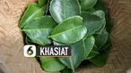 Ada beberapa manfaat yang dimiliki daun jeruk purut.