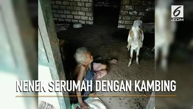 Nenek Kaminah yang tinggal serumah dengan kambing mendapat bantuan dari Pemerintah Daerah Tuban.