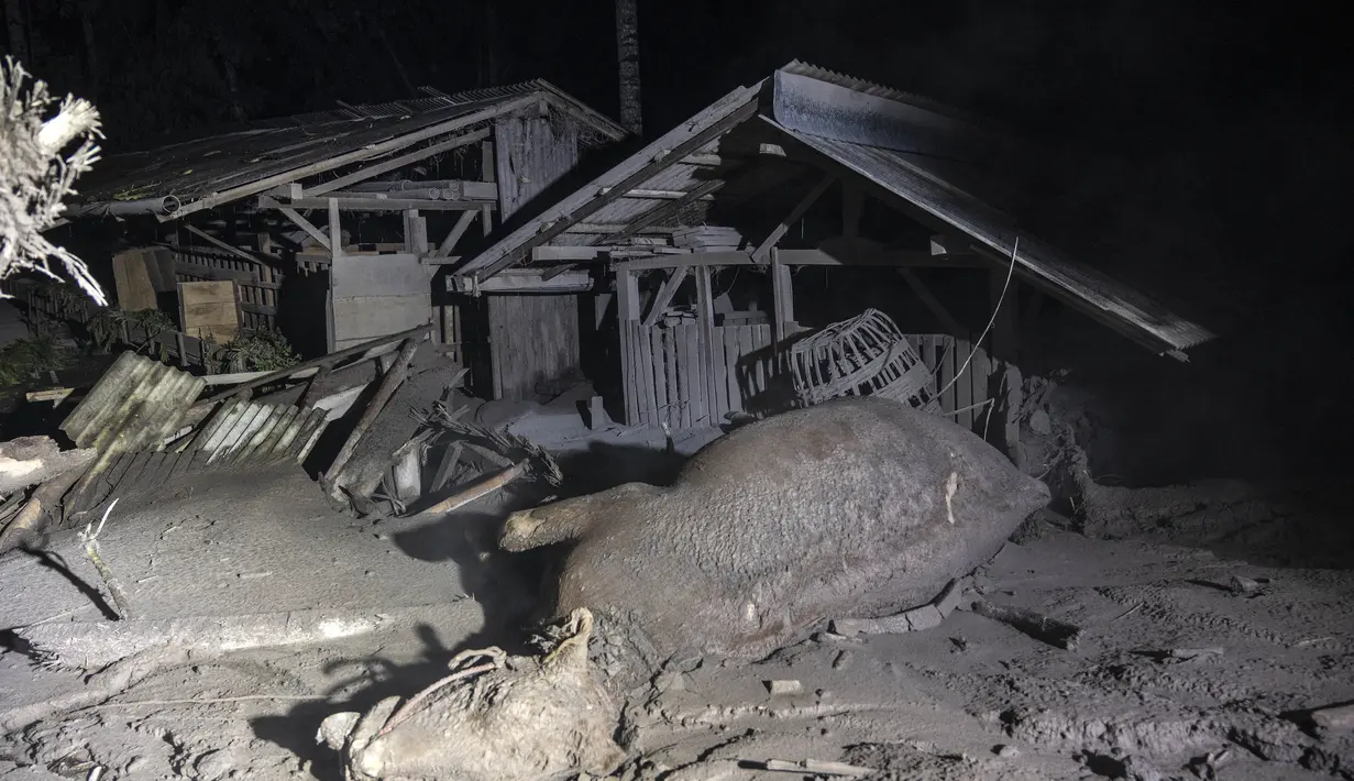 Seekor ternak mati terlihat di kawasan yang tertutup abu vulkanik pasca erupsi Gunung Semeru di Desa Sumber Wuluh, Lumajang, Minggu (5/12/2021). (AFP/Juni Kriswanto)