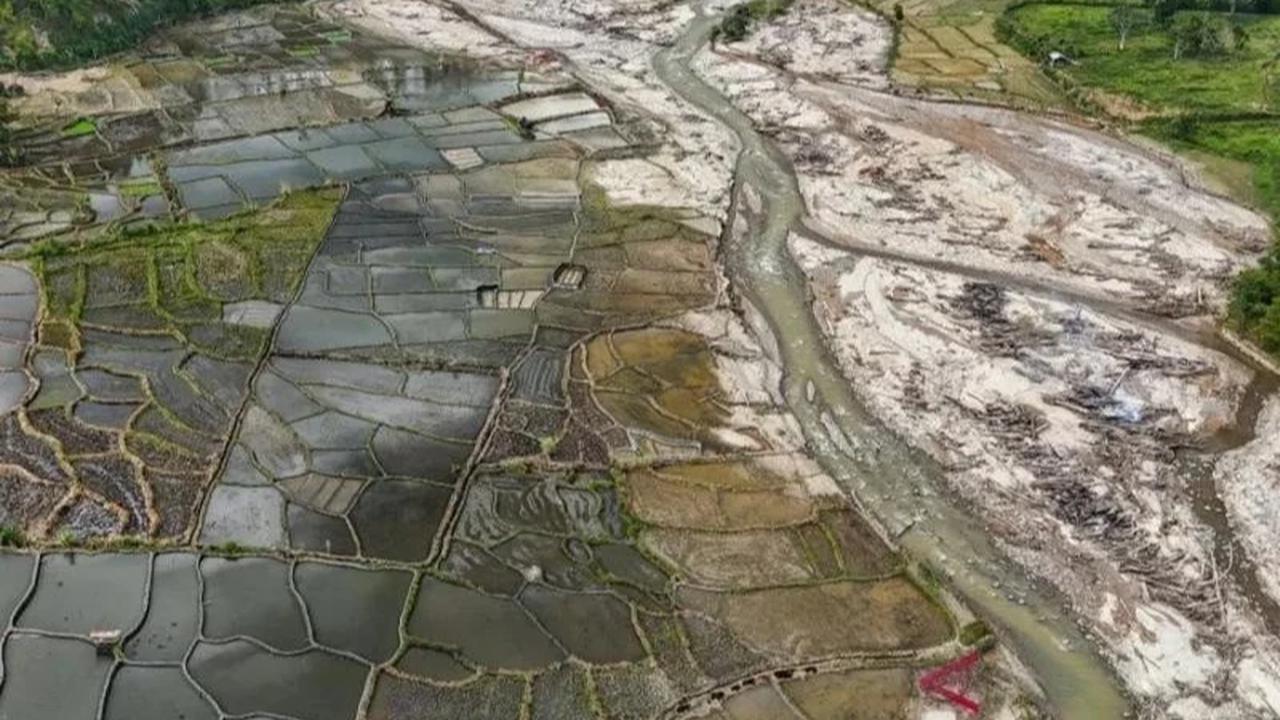 Ribuan Hektare Sawah Terdampak Bencana di Sumatra Mulai Ditanami Kembali