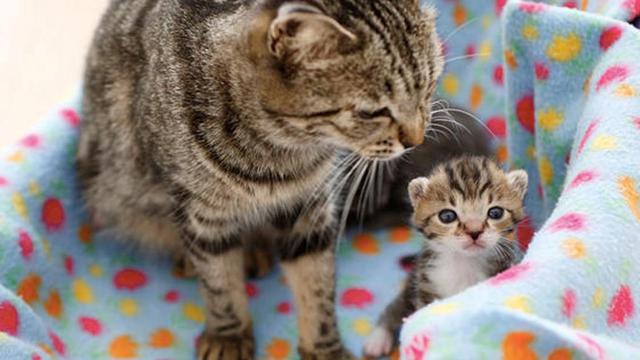 Gambar Kucing Lucu Menangis - animal lovers