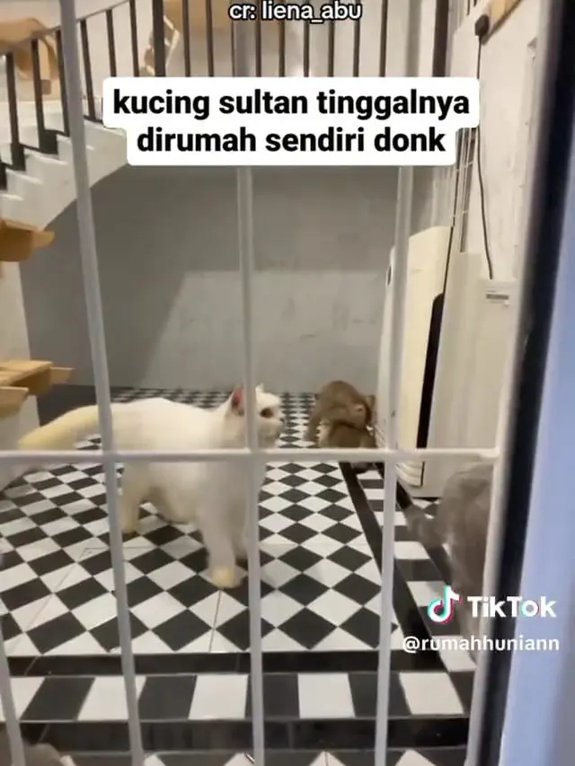 Rumah Kucing Bak Istana Sultan