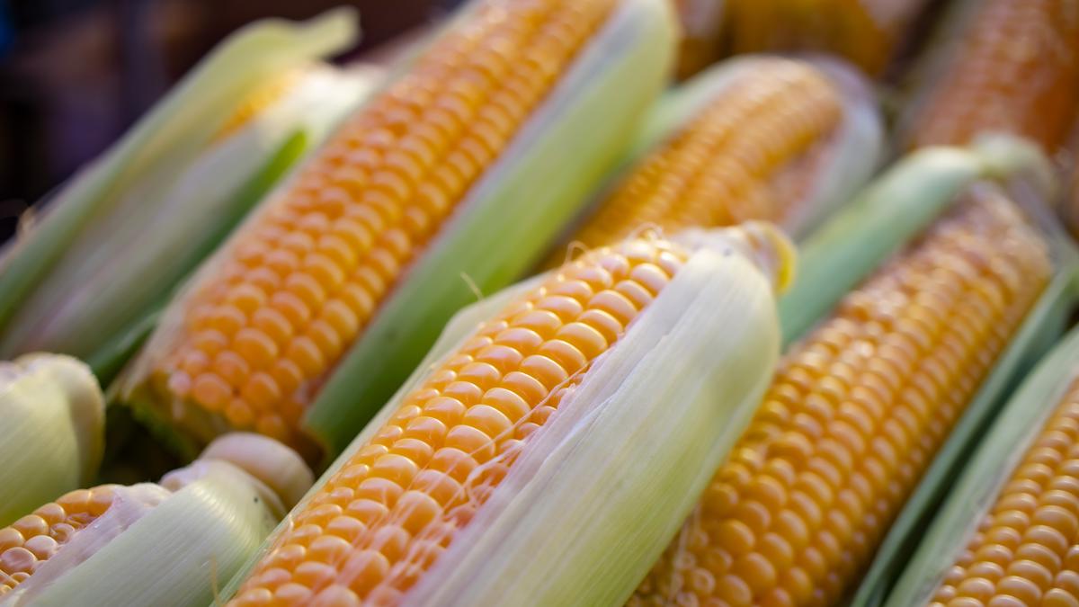 Tips Memasak Jagung Rebus agar Rasa Manisnya Tidak Hilang