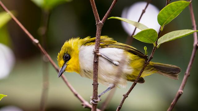Burung Kacamata Makassar