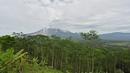 Gunung Semeru terlihat di desa Sumberwuluh di Lumajang, Provinsi Jawa Timur, Selasa (7/12/2021). Gunung Semeru Pada Selasa (7/12/2021) pagi masih mengeluarkan material vulkanik erlihat dari Kabupaten Lumajang, Provinsi Jawa Timur. (AFP/Adek Berry)