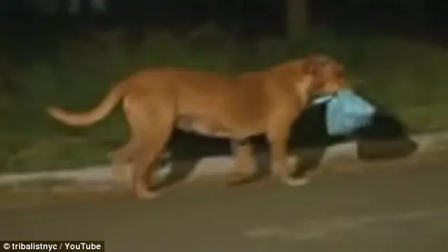 Belajar Arti Berbagi dari Seekor Anjing Bernama Lilica