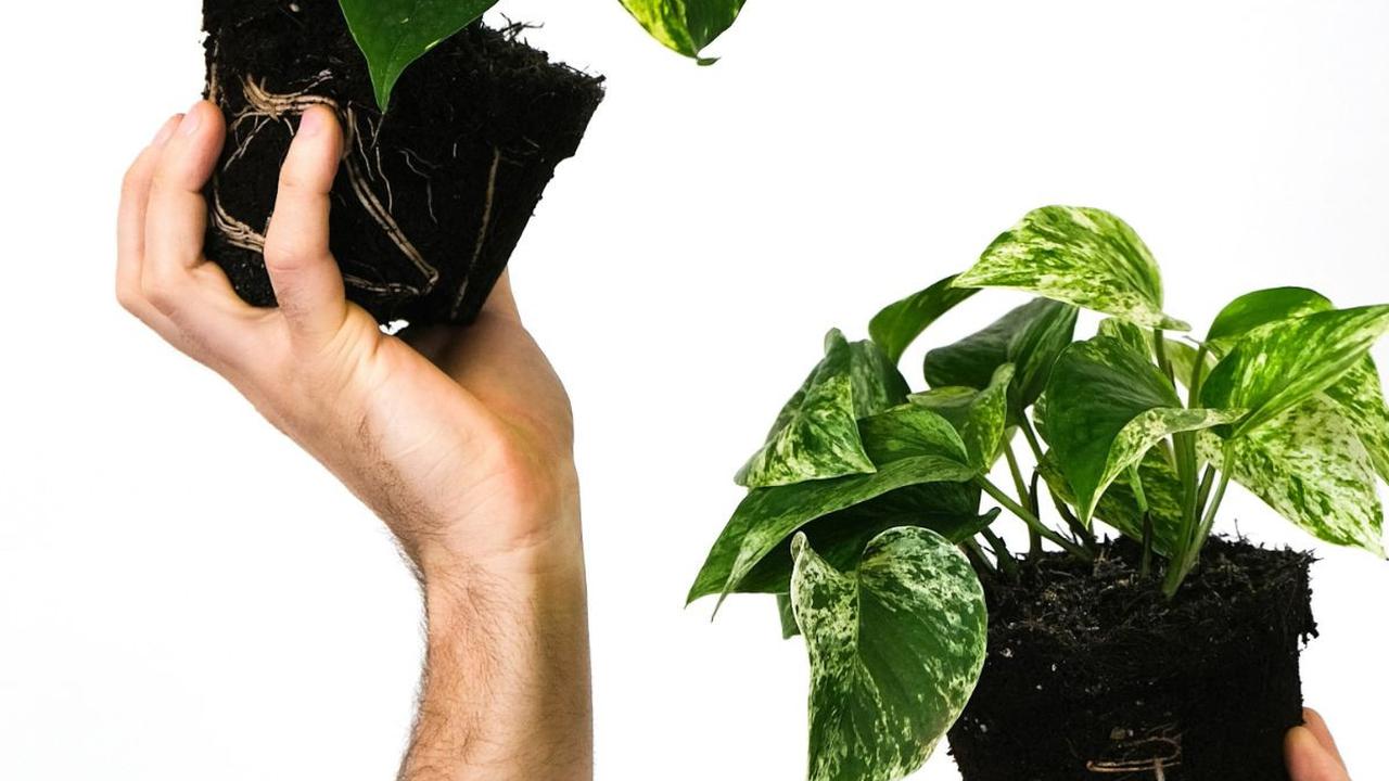 Sirih gading adalah salah satu tanaman hias gantung yang banyak digandrungi. Sesuai namanya, jenis tanaman rambat ini memiliki bentuk serupa dengan daun sirih pada umumnya. Yang membedakan adalah dari corak dan warna daunnya.<br>