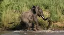 Seekor gajah terlihat berusaha melepaskan diri dari serangan buaya yang menggigit belalainya saat gajah itu minum di sungai, Afrika Selatan, Kamis (5/2/2015). (Dailymail)