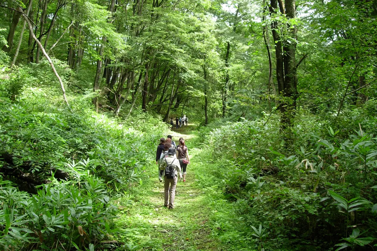 8 Alasan Kenapa Kamu Harus Mencoba Shinrin-Yoku di Jepang