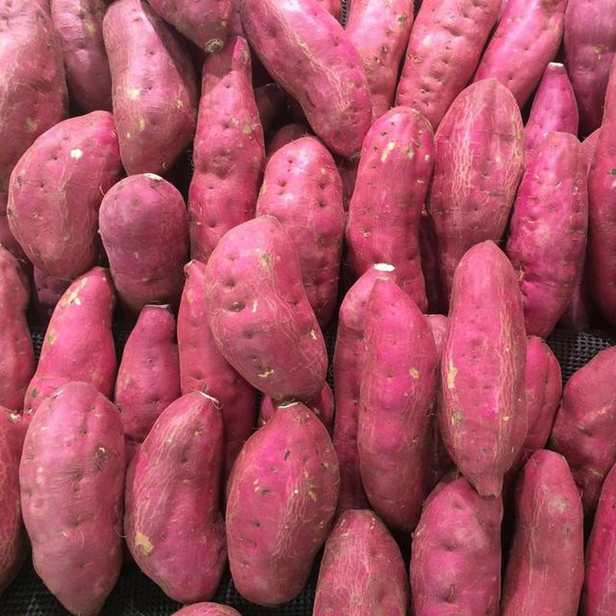 Manfaat Ubi Jalar untuk Sarapan, Cocok untuk Diet Optimal