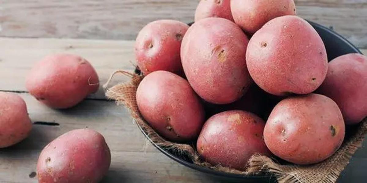 Sayuran Tinggi Protein yang Mudah Ditanam Sendiri, Cocok untuk Pola Makan Sehat