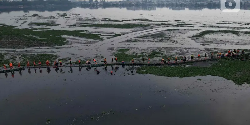 Berjibaku Bersihkan Tanaman Eceng Gondok di Waduk Pluit