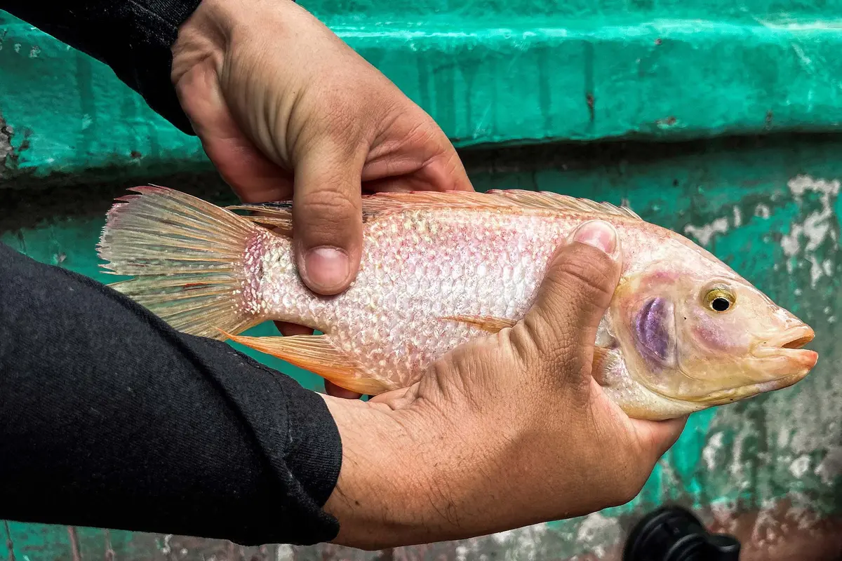 Budidaya Nila Merah di Kuba