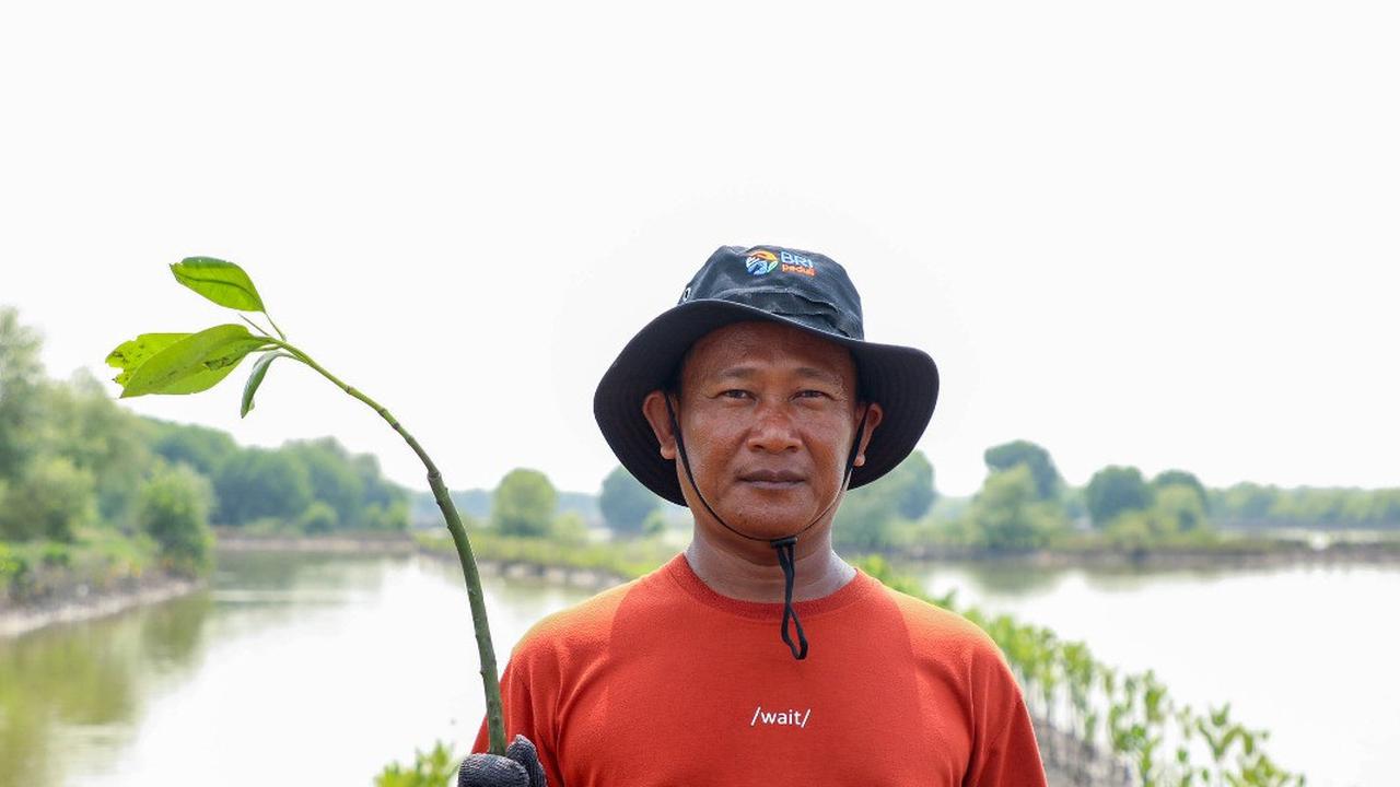 BRI Pertegas Komitmen Selamatkan Lingkungan Lewat Perbaikan Ekosistem Pesisir