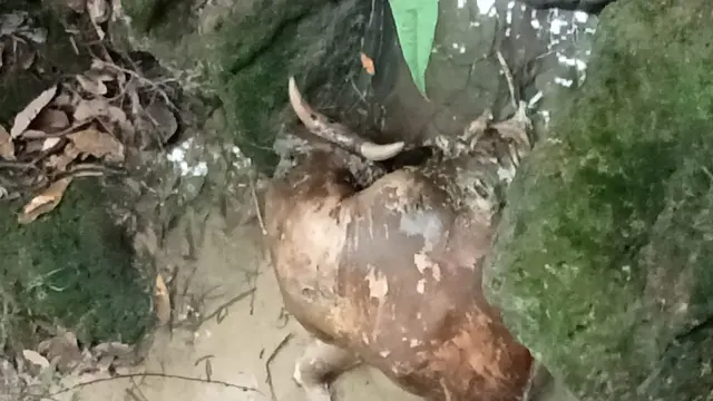 Bangkai sapi