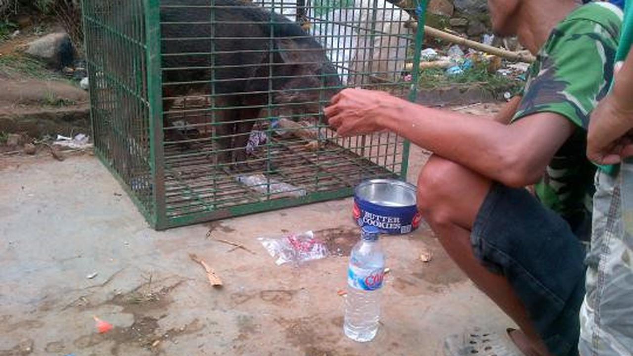 Penasaran, warga ramai-ramai tonton 'babi ngepet'