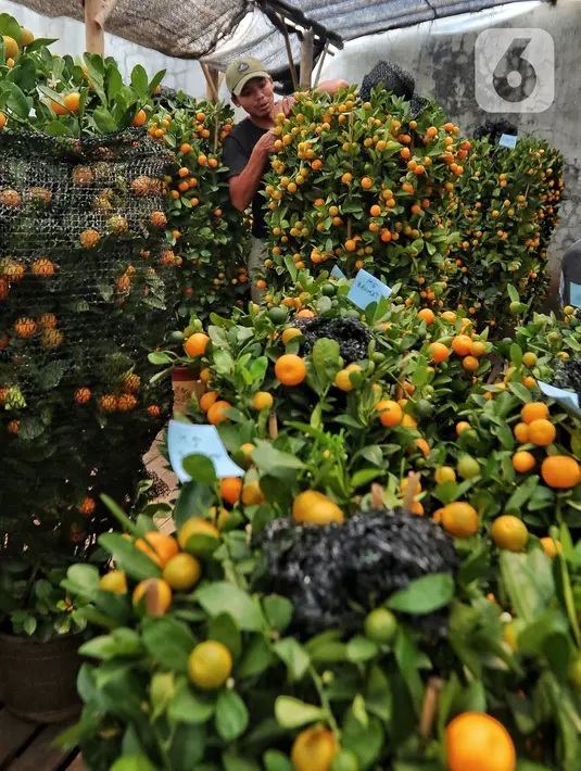 Pekerja beraktivitas di antara pohon jeruk imlek yang dijual di Meruya, Jakarta Barat, Kamis (12/1/2023). Permintaan jeruk kimkit meningkat jelang perayaan imlek karena dipercaya membawa keberuntungan. (Liputan6.com/Angga Yuniar)