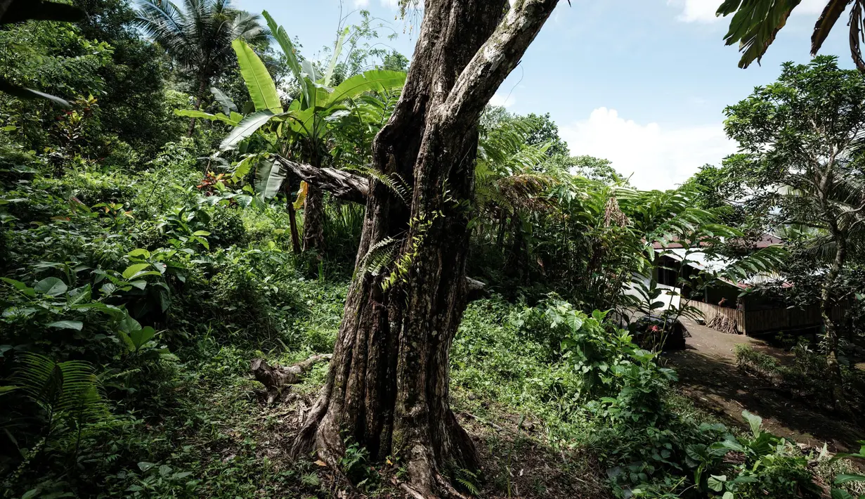 Karena iklim menjadi faktor utama lingkungan yang turut memengaruhi sistem metabolisme dan fisiologi tanaman. Perubahan beberapa unsur iklim dapat berpengaruh terhadap pertumbuhan dan produktivitas tanaman. (Yasuyoshi CHIBA/AFP)