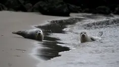 Anjing laut beristirahat di pantai di Ostend tempat sukarelawan dari Tim Anjing Laut Utara melindungi mereka pada 8 Mei 2023. (John THYS / AFP)