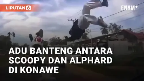 VIDEO: Kecelakaan Adu Banteng Antara Honda Scoopy dan Toyota Alphard di Konawe